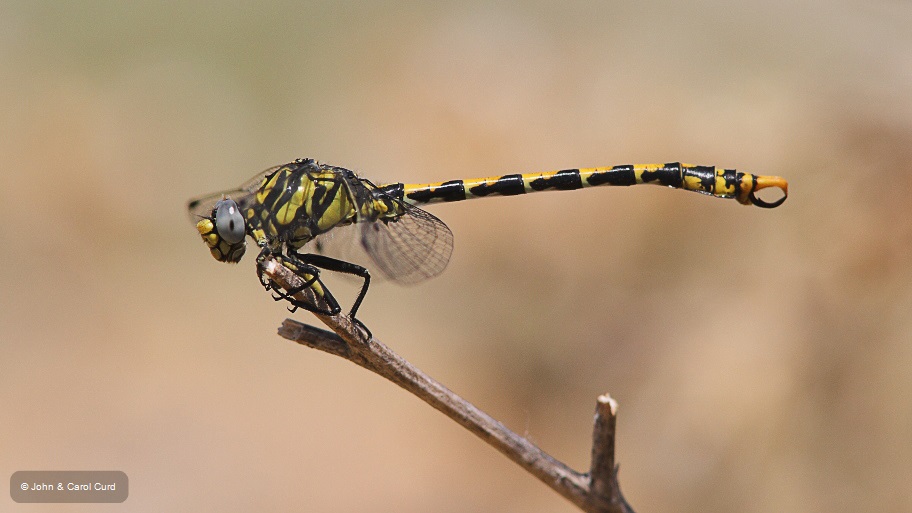 J14_1175 Onychogomphus uncatus.JPG